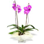  Aydın çiçek satışı  Cam yada mika vazo içerisinde  1 kök orkide