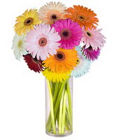  Aydın internetten çiçek siparişi  Farkli renklerde 15 adet gerbera çiçegi