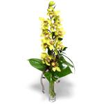  Aydın İnternetten çiçek siparişi  cam vazo içerisinde tek dal canli orkide