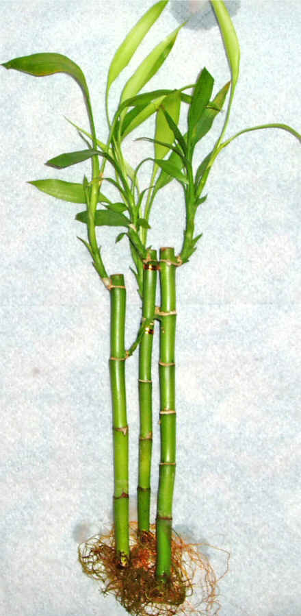 Lucky Bamboo 3 adet vazo hediye edilir   Aydn cicek , cicekci 