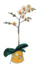  Aydın online çiçek gönderme sipariş  Phalaenopsis Orkide ithal kalite