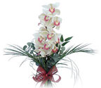 Aydın çiçek siparişi sitesi  Dal orkide ithal iyi kalite