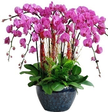 9 dallı mor orkide  Aydın 14 şubat sevgililer günü çiçek 