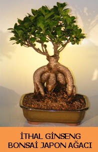İthal japon ağacı ginseng bonsai satışı  Aydın İnternetten çiçek siparişi 