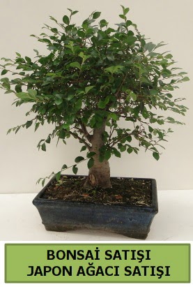 Minyatür bonsai japon ağacı satışı  Aydın çiçek gönderme sitemiz güvenlidir 