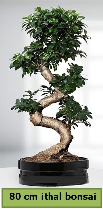 80 cm özel saksıda bonsai bitkisi  Aydın çiçekçi telefonları 