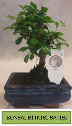 Bonsai ithal görsel minyatür japon ağacı  Aydın ucuz çiçek gönder 