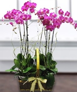 7 dallı mor lila orkide  Aydın çiçek gönderme sitemiz güvenlidir 