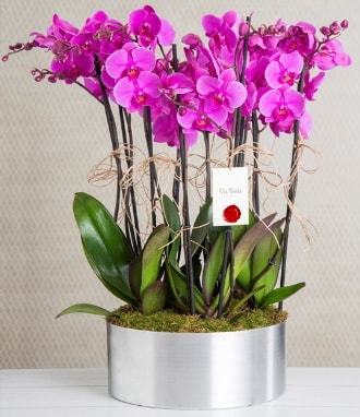 11 dallı mor orkide metal vazoda  Aydın çiçek gönderme sitemiz güvenlidir 