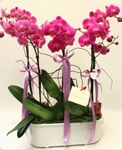 Beyaz seramik içerisinde 4 dallı orkide  Aydın ucuz çiçek gönder 