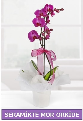 Seramik içerisinde birinci kalite tek dallı mor orkide  Aydın İnternetten çiçek siparişi 