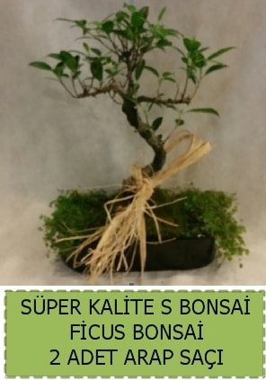 Ficus S Bonsai ve arap saçı  Aydın çiçekçi telefonları 