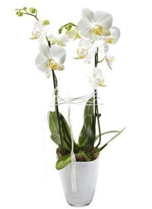 2 dallı beyaz seramik beyaz orkide saksısı  Aydın çiçek gönderme sitemiz güvenlidir 