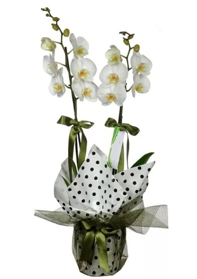 Çift Dallı Beyaz Orkide  Aydın 14 şubat sevgililer günü çiçek 
