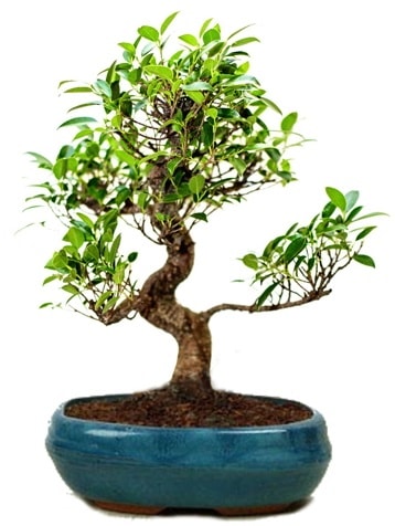 25 cm ile 30 cm aralığında Ficus S bonsai  Aydın çiçek gönderme sitemiz güvenlidir 