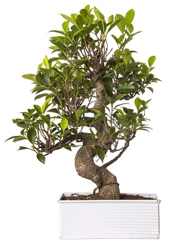 Exotic Green S Gövde 6 Year Ficus Bonsai  Aydın çiçek gönderme sitemiz güvenlidir 